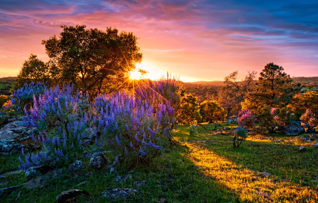 Photo wallpaper field, summer, the sky, grass, clouds, rays, light, trees