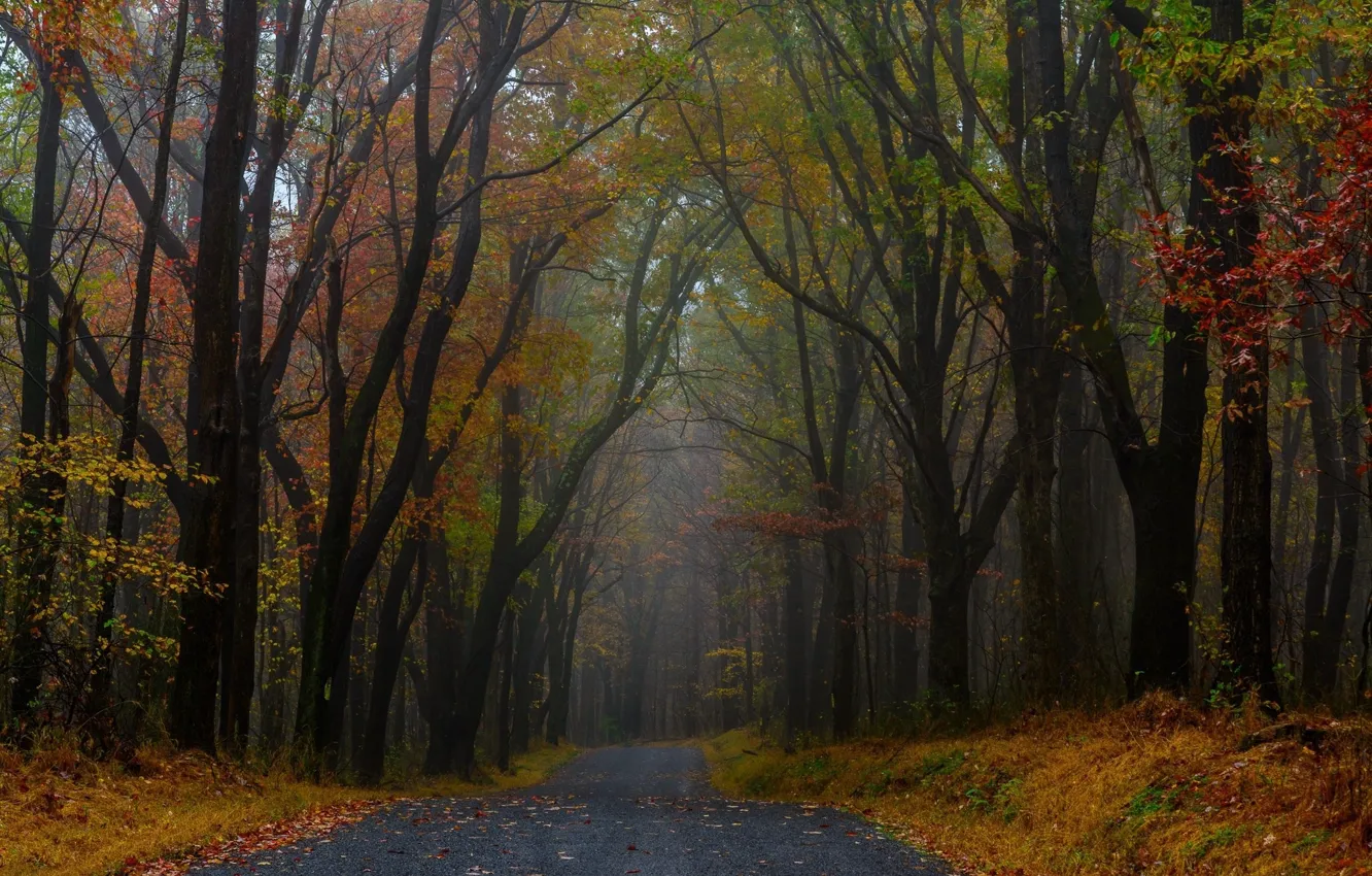 Photo wallpaper forest, trees, nature, fog