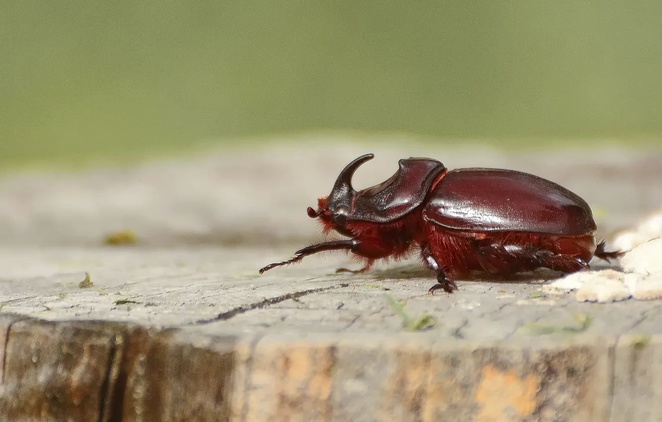 Photo wallpaper macro, background, Rhinoceros beetle, nature .