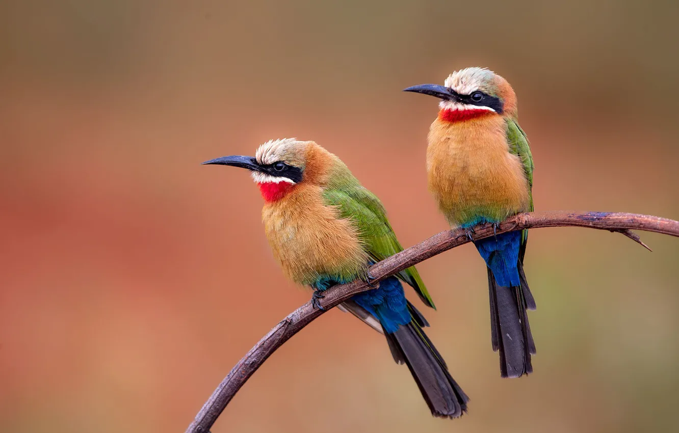 Photo wallpaper branches, background, bird, a couple, bright plumage, the European bee-eater Golden, schurka, two birds