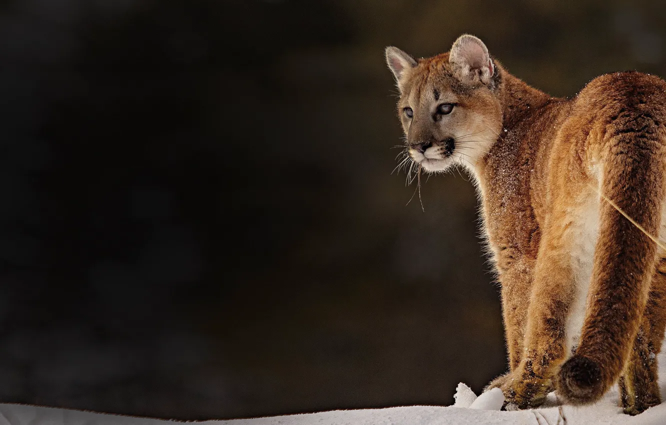 Photo wallpaper background, Puma, wild cat, Cougar