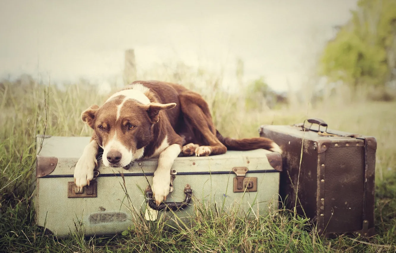 Photo wallpaper grass, dog, Luggage, suitcases