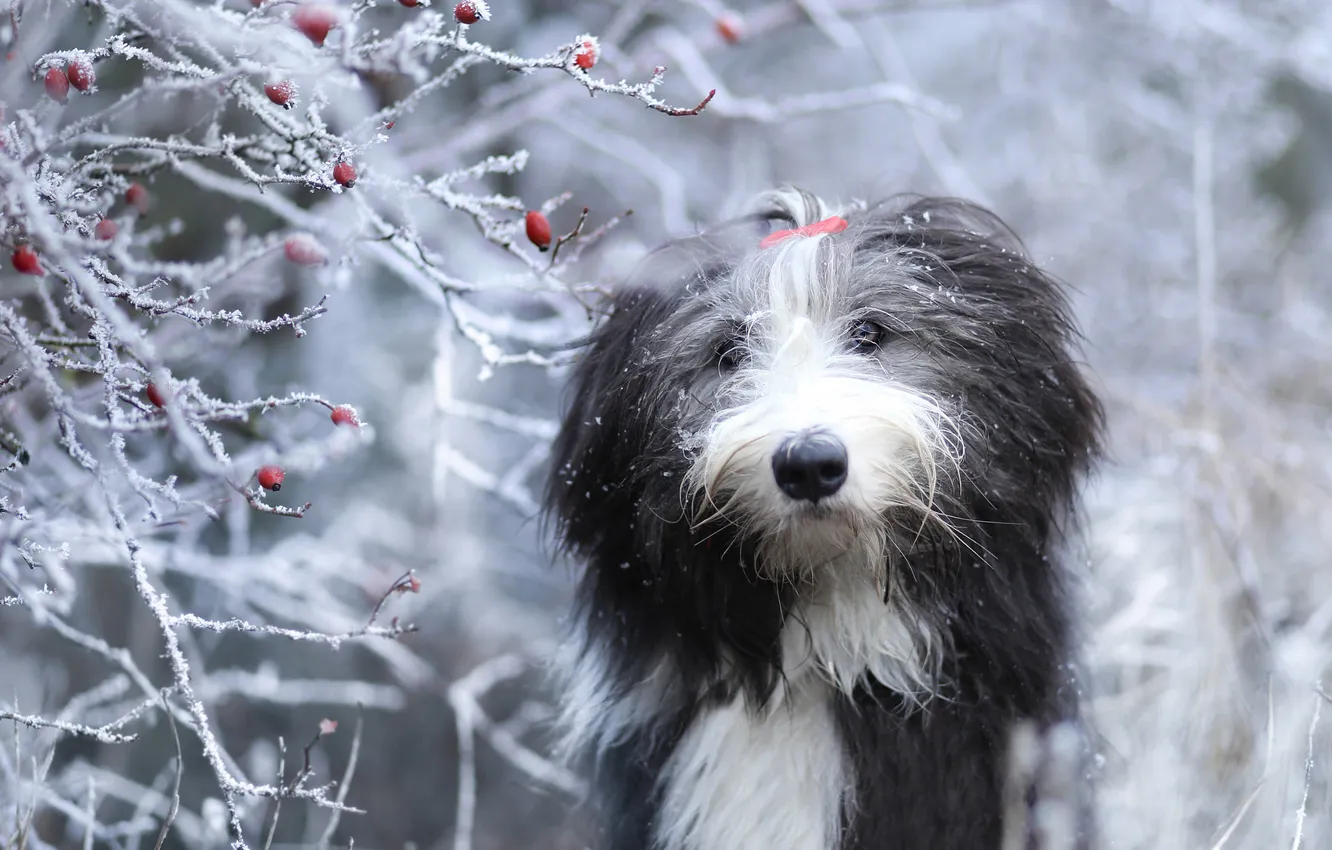 Photo wallpaper winter, frost, look, snow, branches, nature, pose, berries