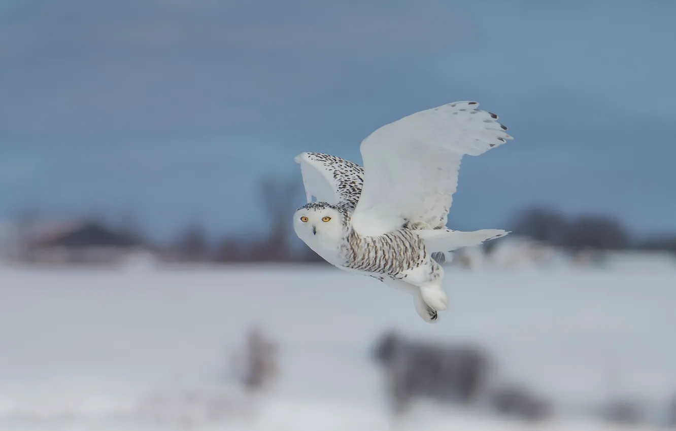 Photo wallpaper winter, white, the sky, look, snow, flight, pose, owl