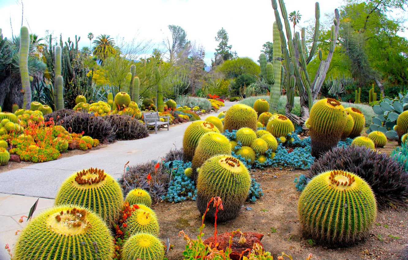 Photo wallpaper nature, photo, garden, cactus, CA, USA, San Marino, Botanical Garden