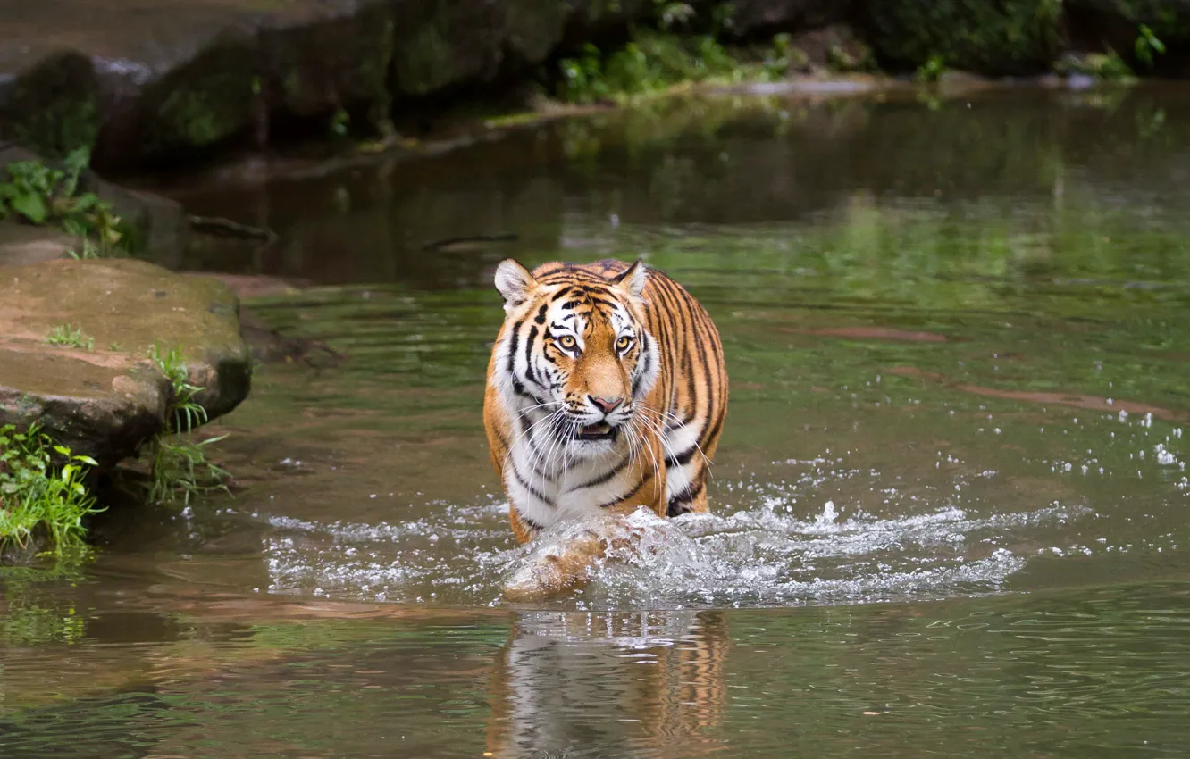 Photo wallpaper cat, water, tiger, bathing, pond, Amur