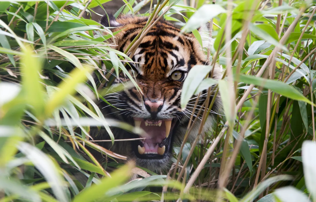 Photo wallpaper grass, tiger, predator, rage, mouth, fangs