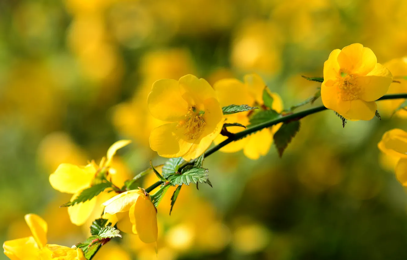 Photo wallpaper yellow, branch, spring