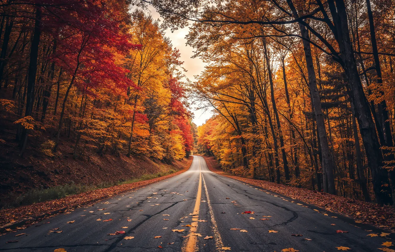 Photo wallpaper road, autumn, forest, leaves, trees, forest, road, autumn