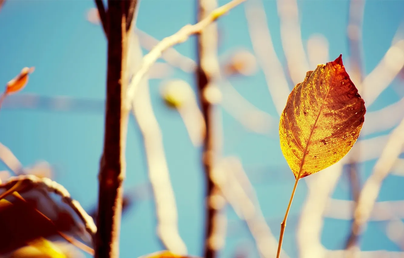 Photo wallpaper leaves, the sun, macro, branches, yellow, background, leaf, leaf
