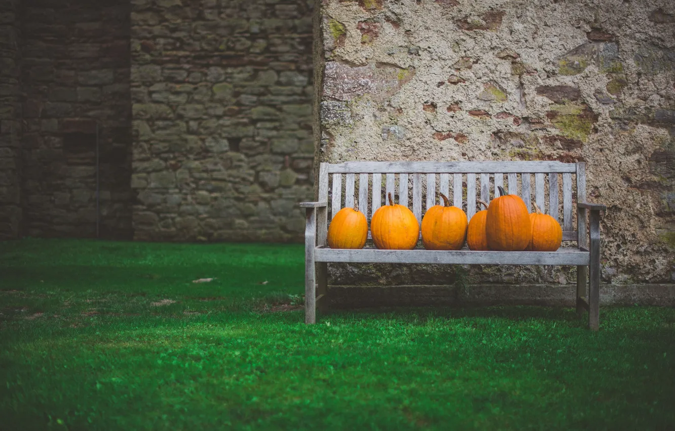 Photo wallpaper grass, bench, yard, pumpkin, orange, bench