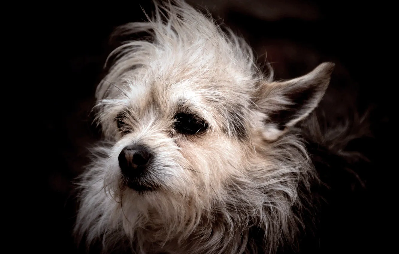 Photo wallpaper BACKGROUND, WOOL, BLACK, FACE, HEAD, EARS