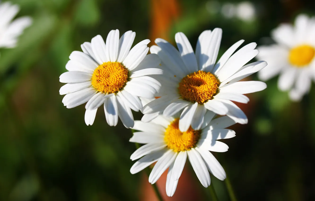 Photo wallpaper flowers, background, chamomile