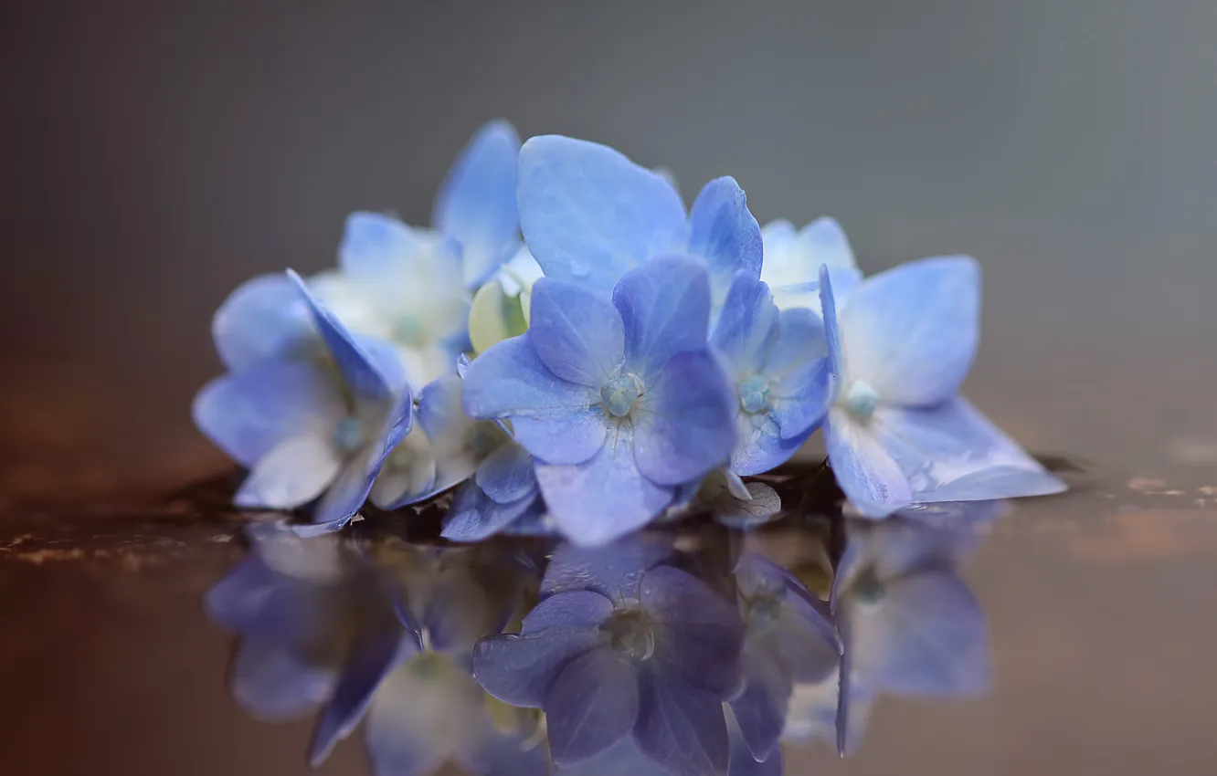 Photo wallpaper water, macro, reflection, hydrangea