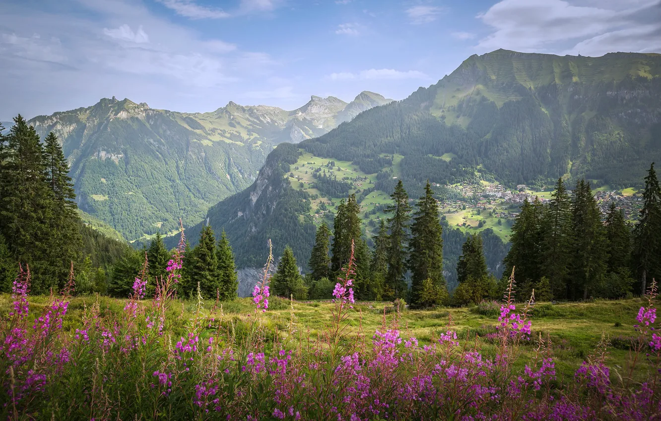 Photo wallpaper field, forest, clouds, flowers, mountains, fog, ate, slope