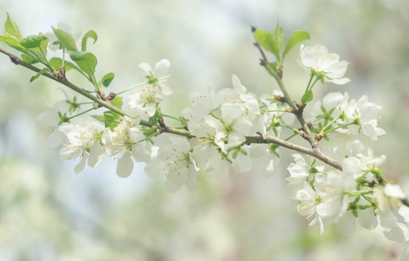 Photo wallpaper cherry, spring, light background, white flowers, cherry blossoms