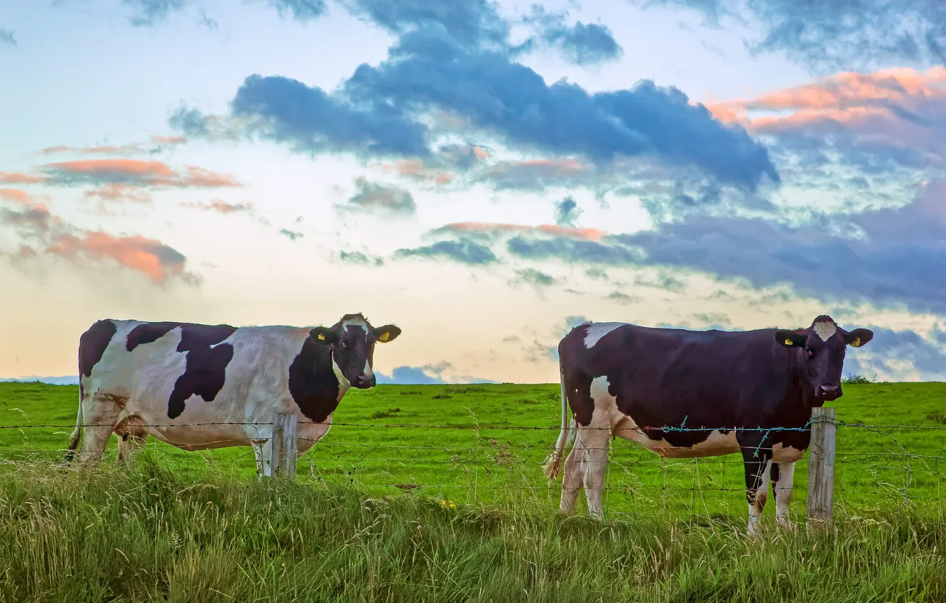 Photo wallpaper the sky, cows, pasture, meadow