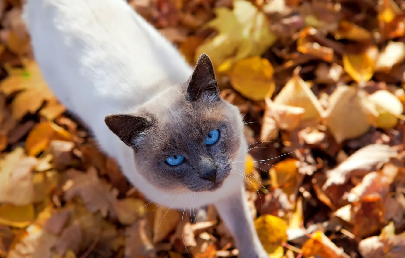 Photo wallpaper autumn, cat, look, leaves, nature, animal, cat