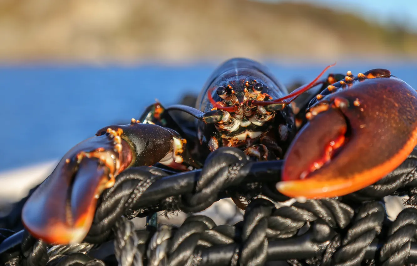 Photo wallpaper eyes, rope, rope, pond, bokeh, claws, cancers