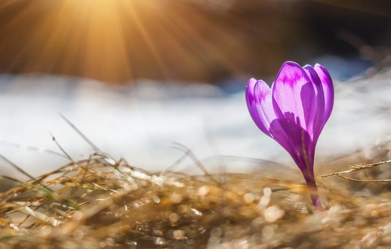 Photo wallpaper light, snow, crocuses, straw, pink