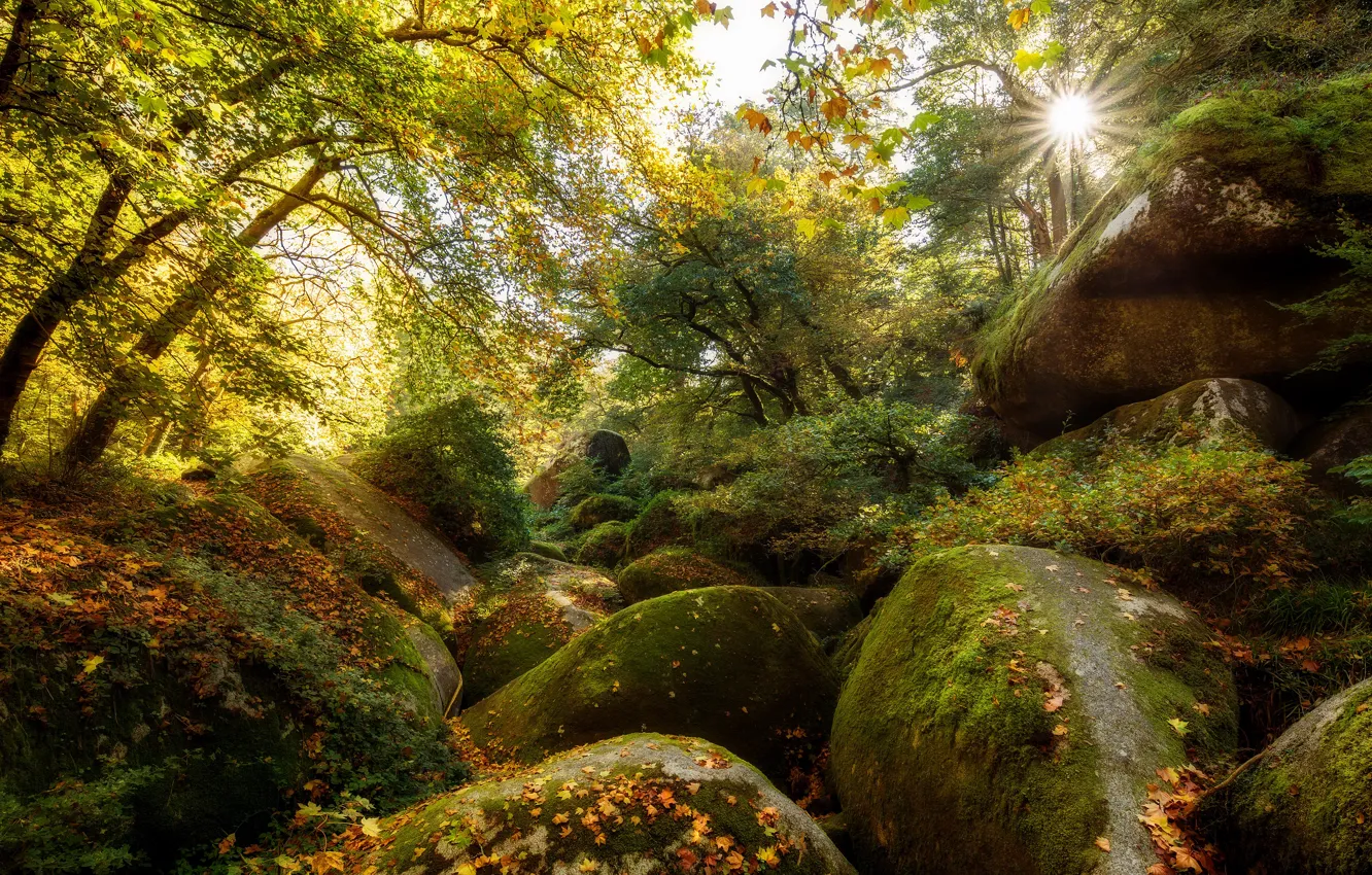 Photo wallpaper autumn, forest, leaves, light, trees, branches, stones, boulders
