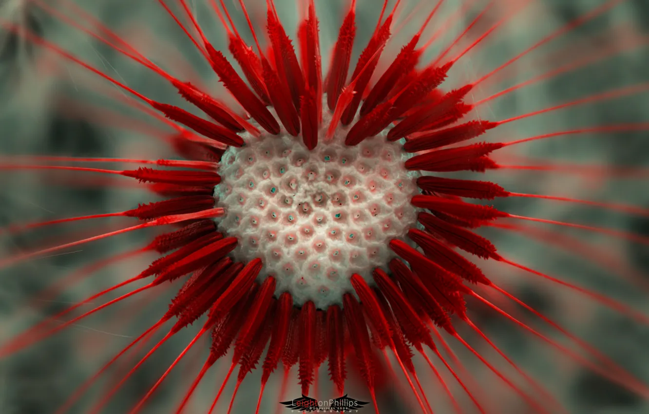 Photo wallpaper dandelion, heart, Lion Heart