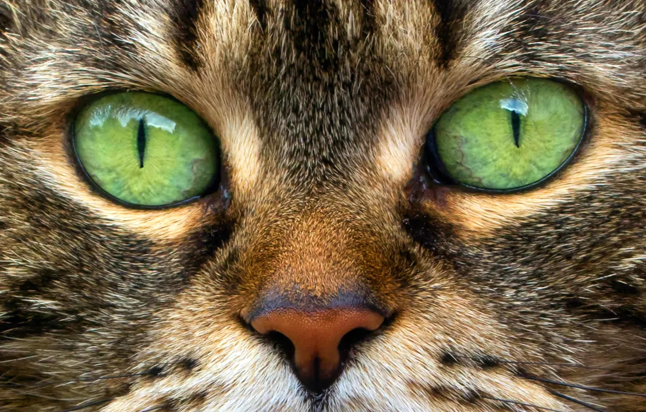Photo wallpaper eyes, cat, macro, portrait