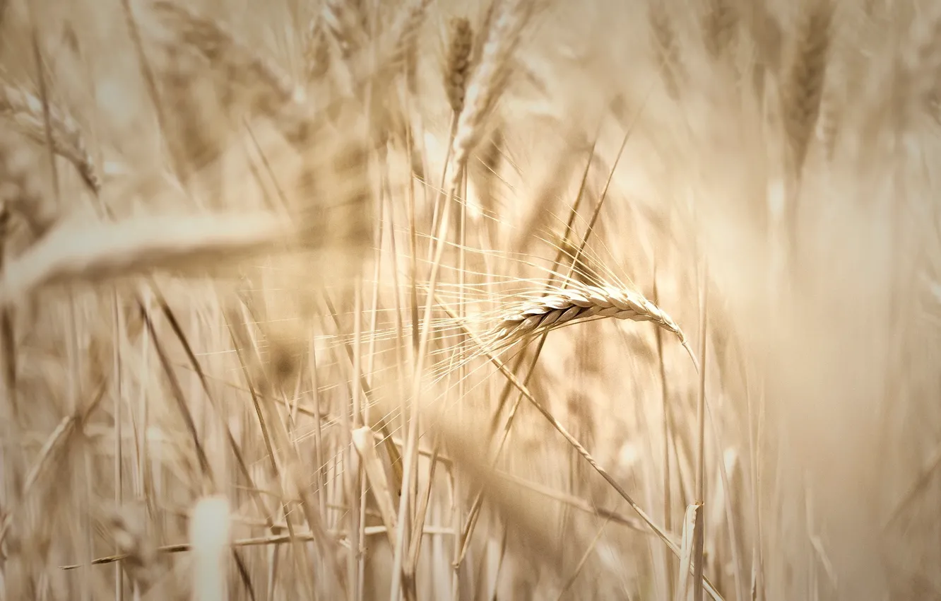Photo wallpaper wheat, field, macro, widescreen, Wallpaper, rye, blur, spikelets