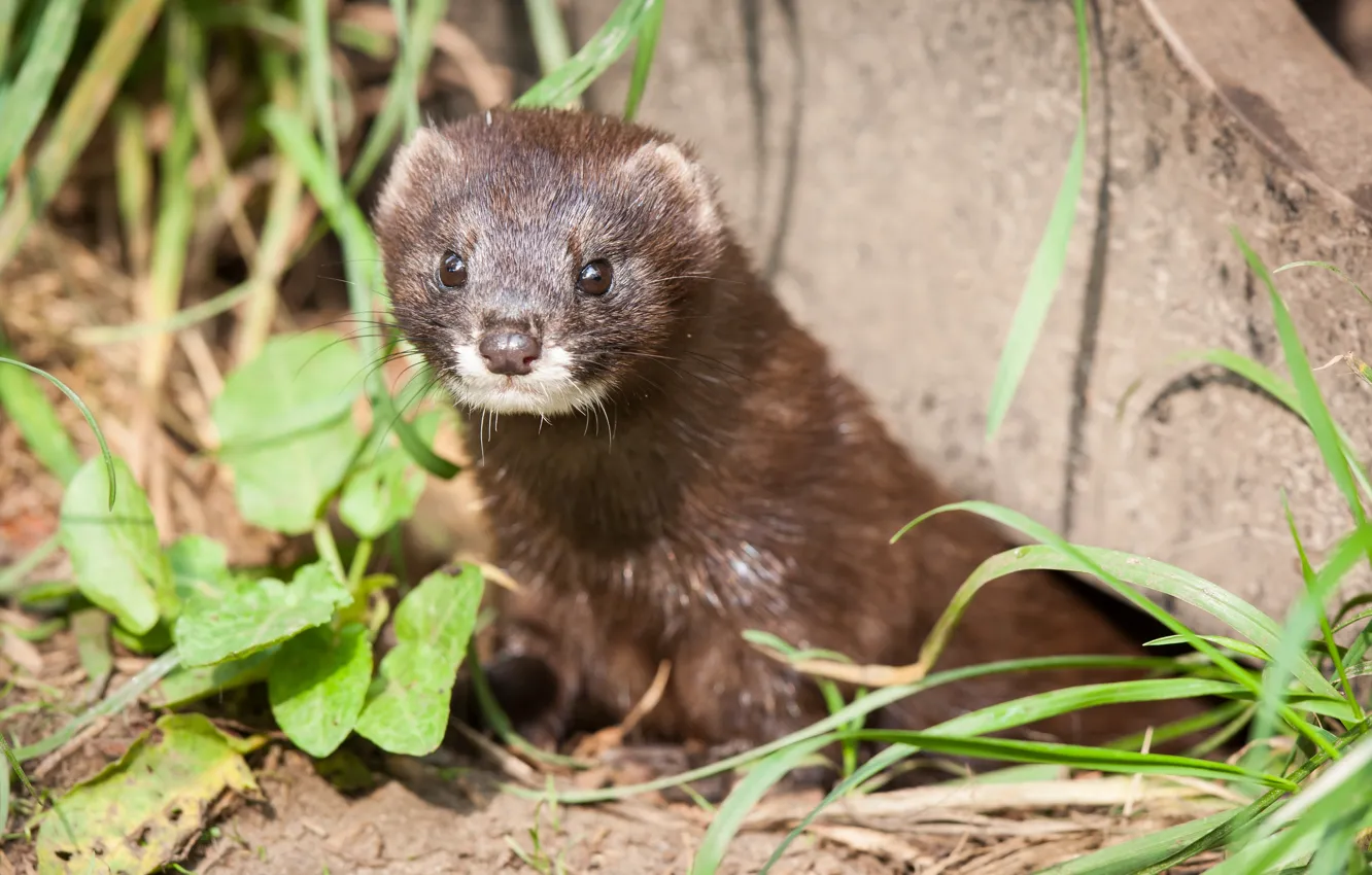 Photo wallpaper grass, look, face, St.