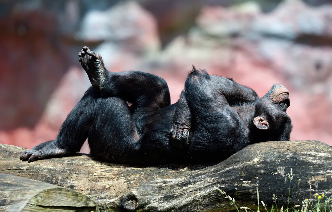 Photo wallpaper trees, pose, background, stay, sleep, paws, monkey, sleeping