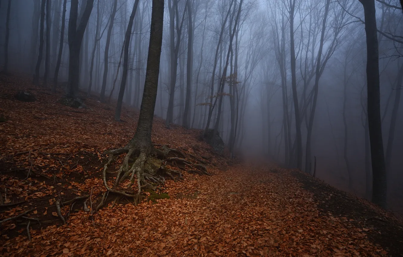Photo wallpaper forest, trees, nature, fog, twilight