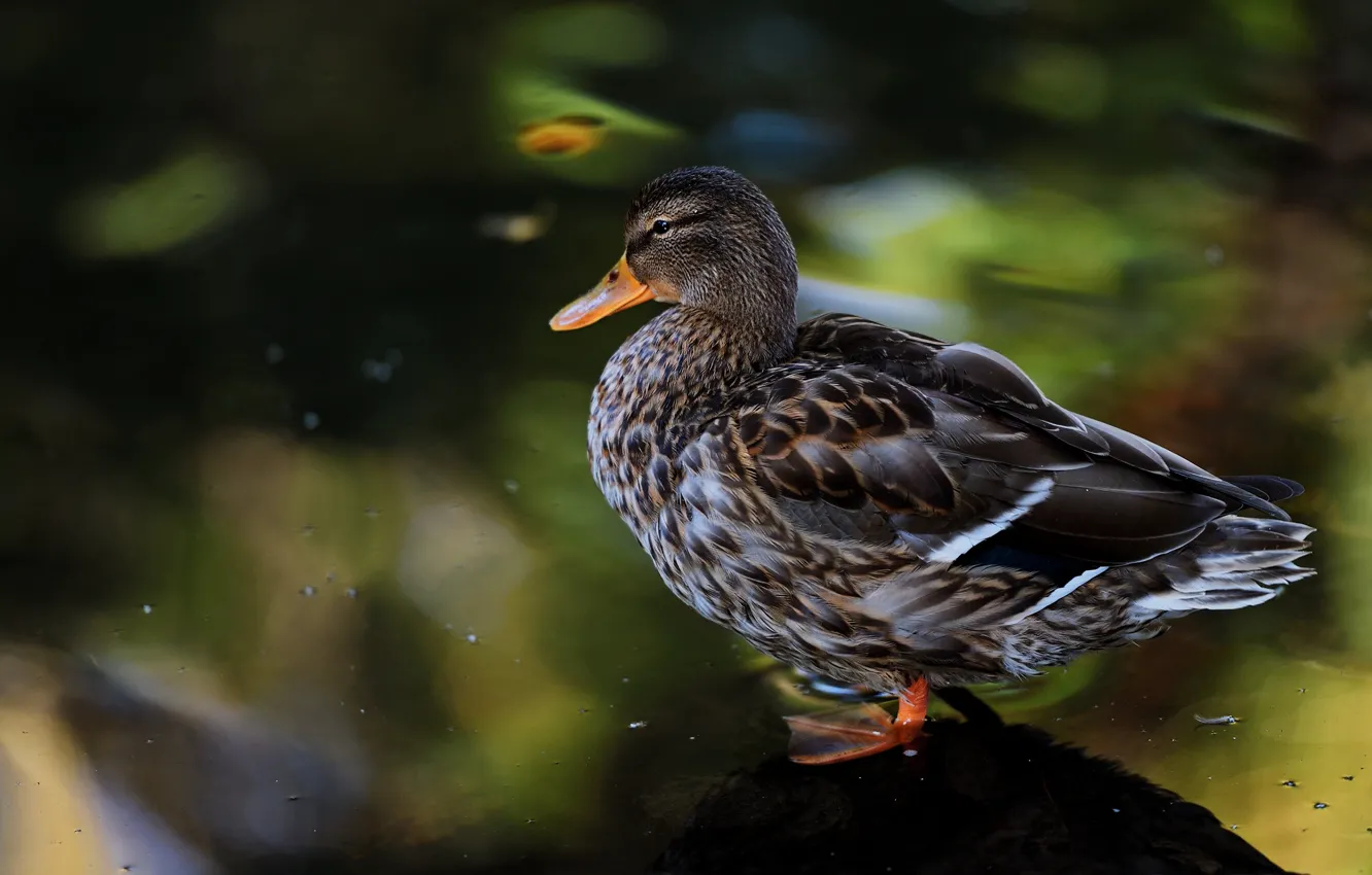 Photo wallpaper water, bird, shore, duck, pond, bokeh