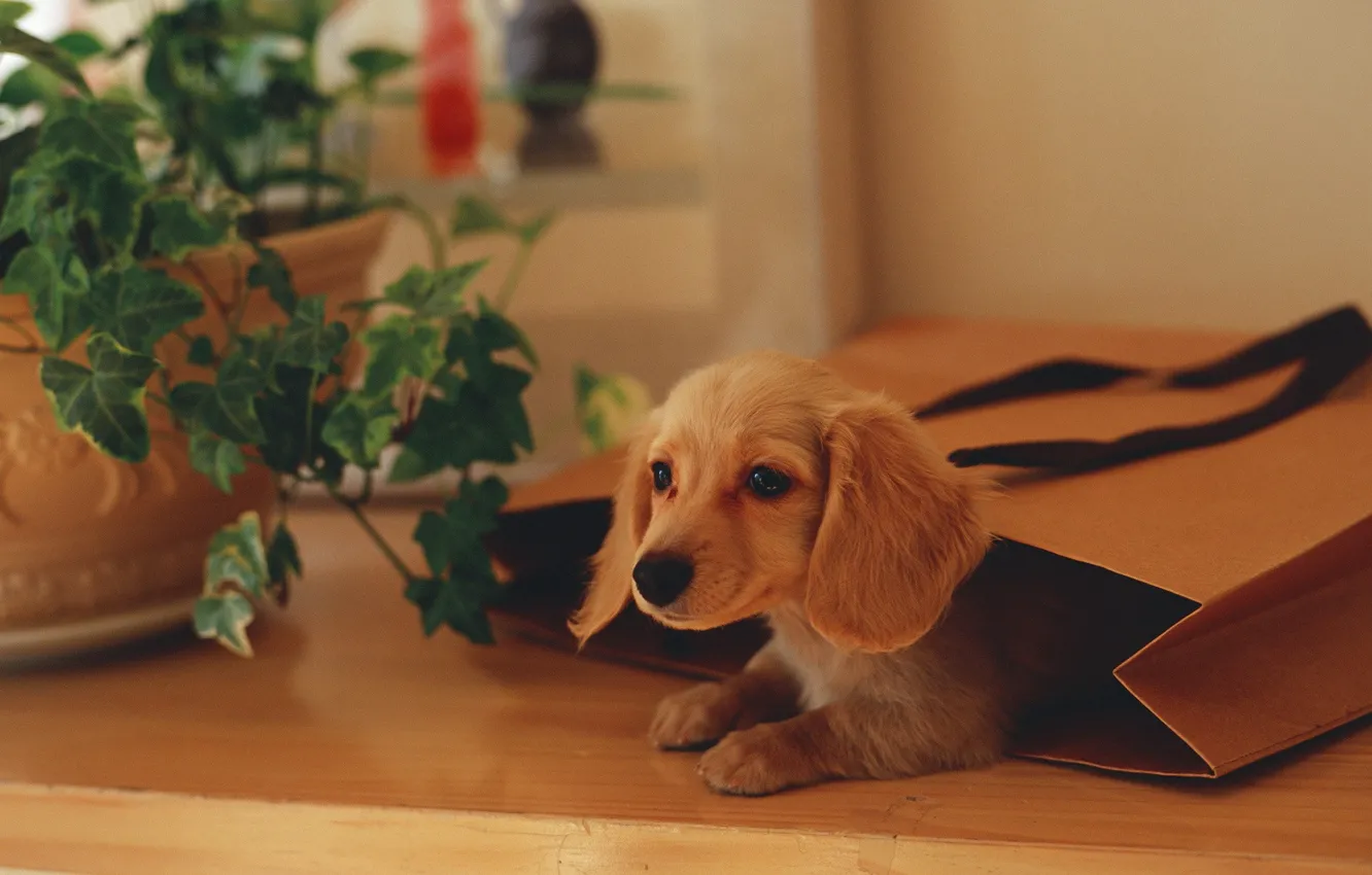 Photo wallpaper plant, package, puppy