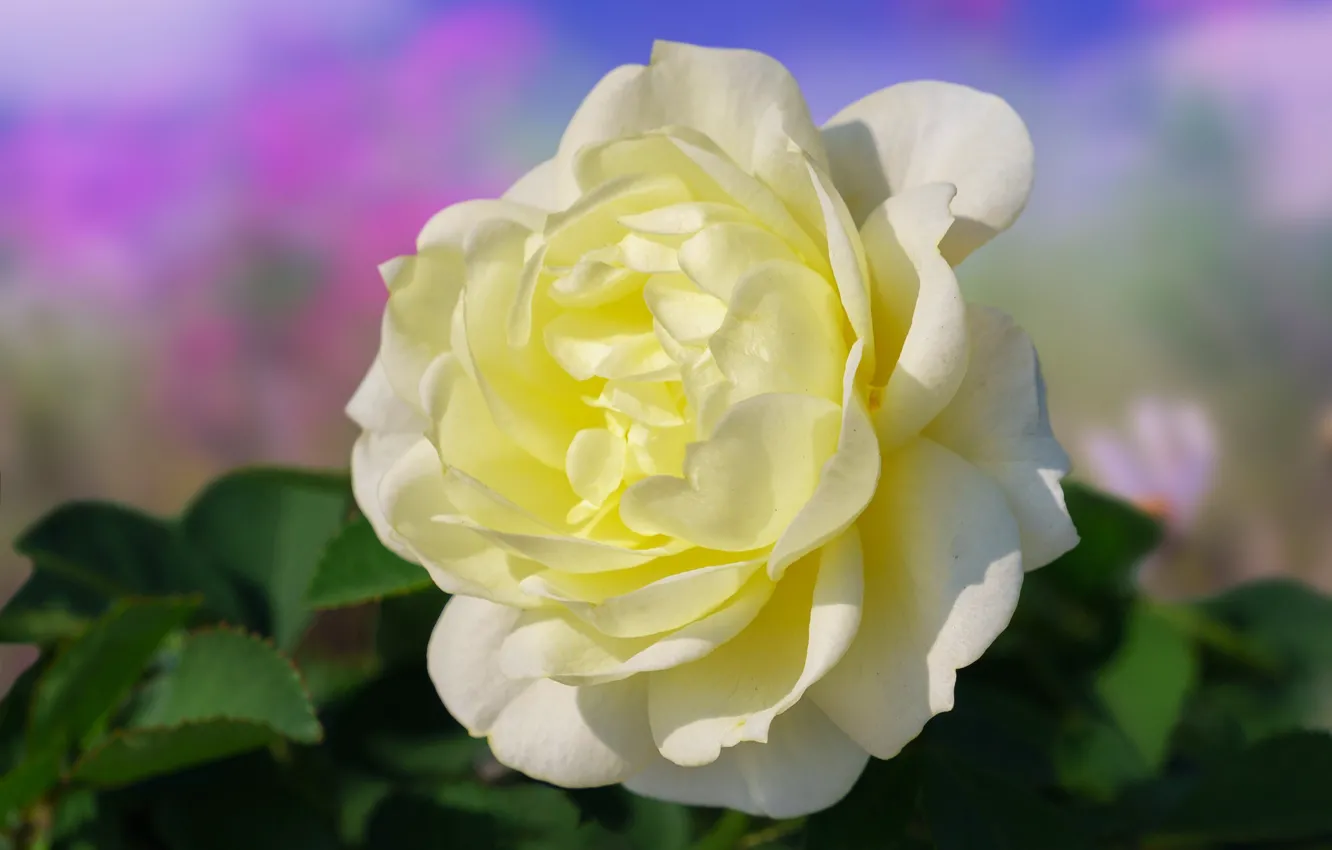 Photo wallpaper white, leaves, macro, flowers, yellow, roses