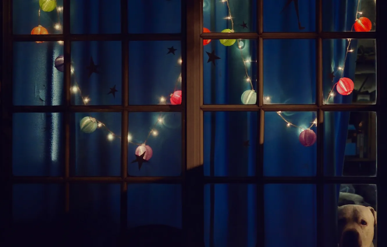 Photo wallpaper lights, new year, Christmas, dog, the evening, window, garland