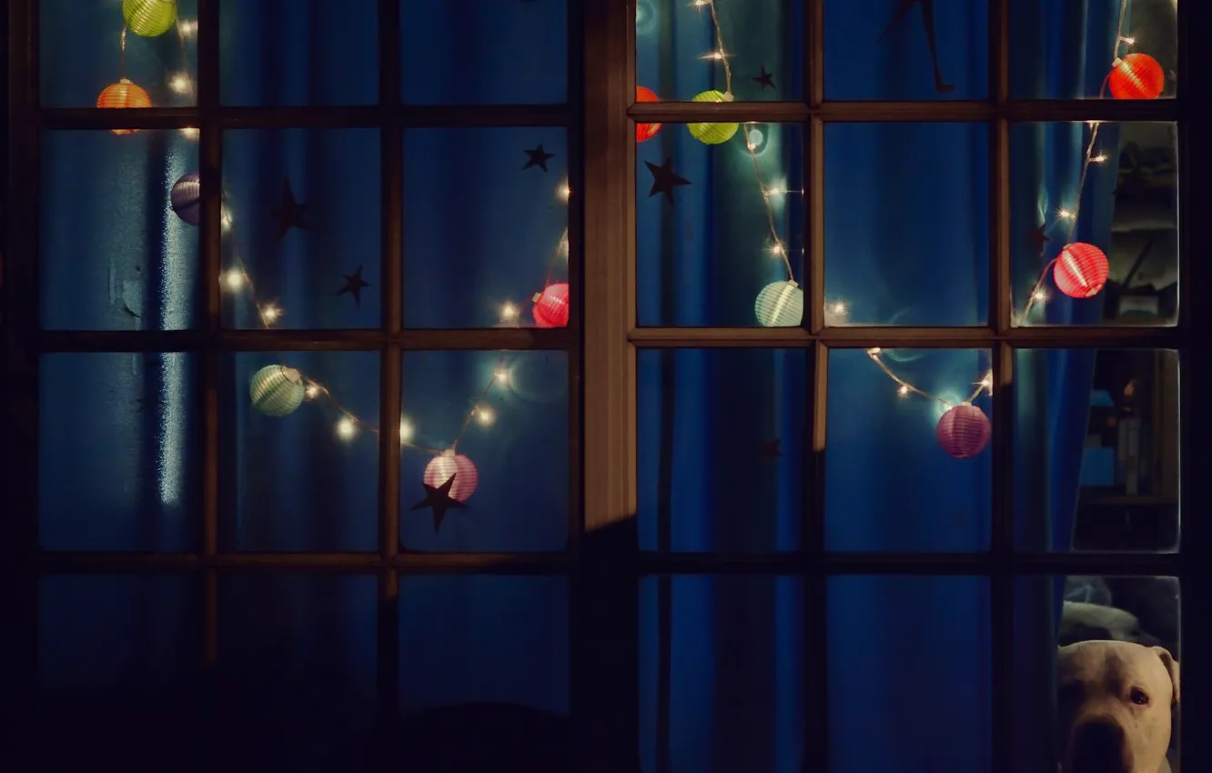 Photo wallpaper lights, new year, dog, the evening, window, Christmas, garland