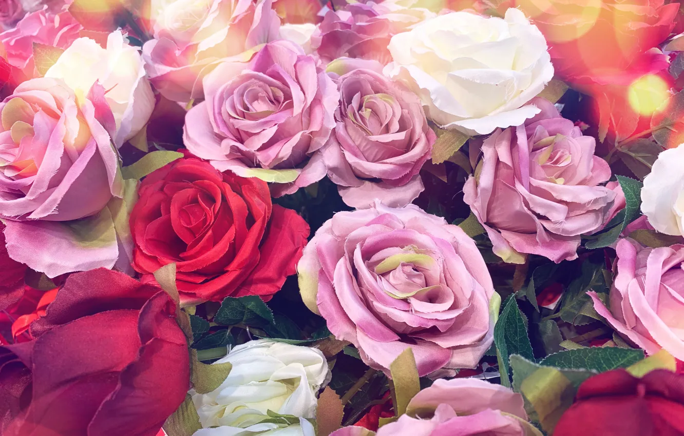 Photo wallpaper flowers, background, roses, buds, a lot
