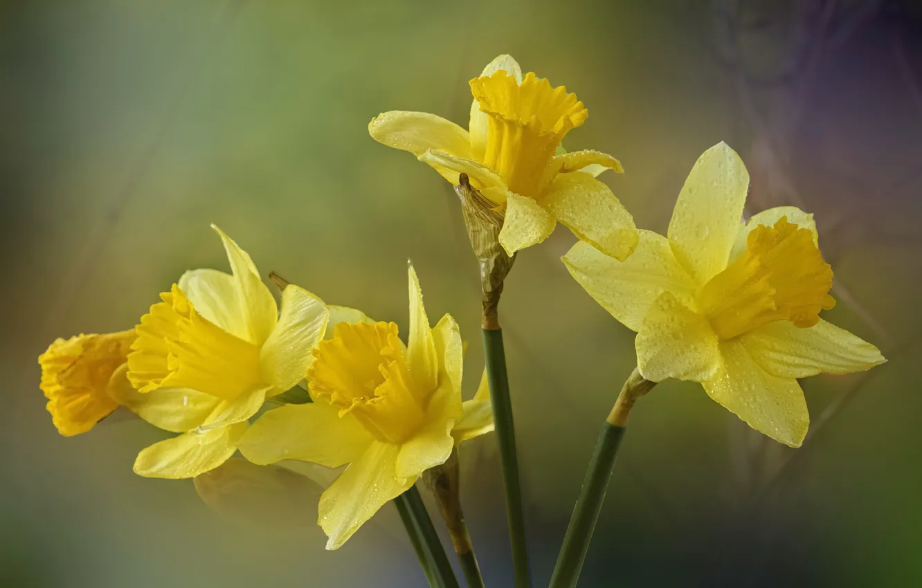 Photo wallpaper flowers, yellow, daffodils
