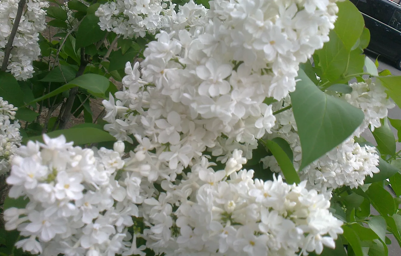 Photo wallpaper greens, leaves, Spring, may, white flowers, branch of lilac