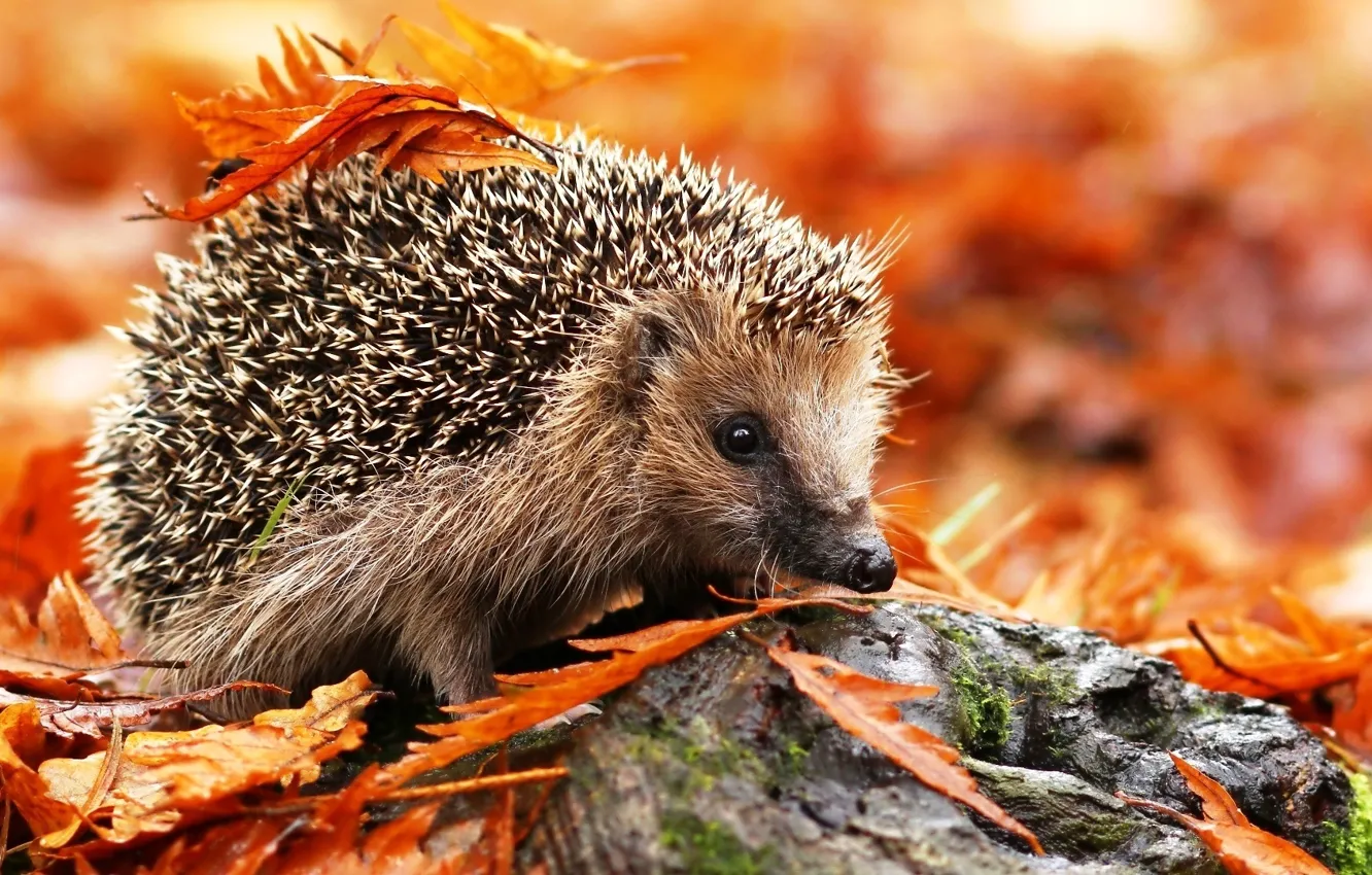 Photo wallpaper leaves, animal, hedgehog