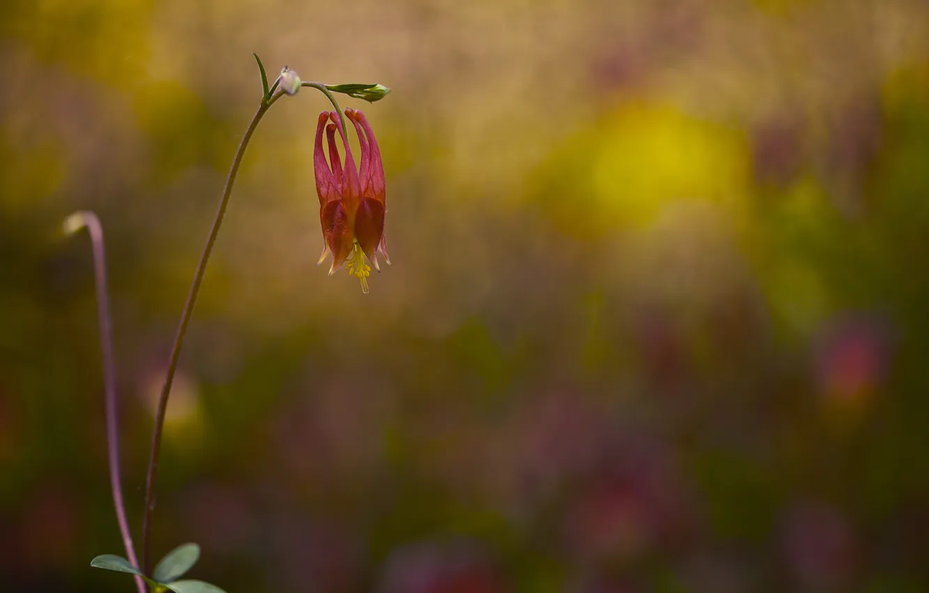 Photo wallpaper flowers, background, down, razmytost