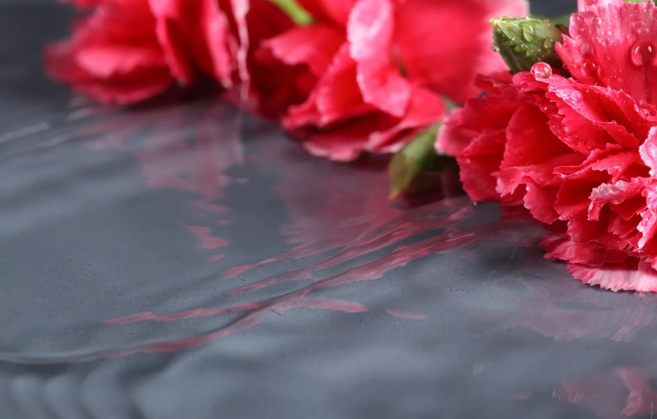 Photo wallpaper macro, flowers, reflection, lies, clove