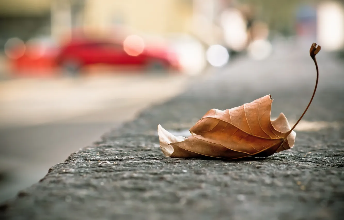 Photo wallpaper leaves, macro, street