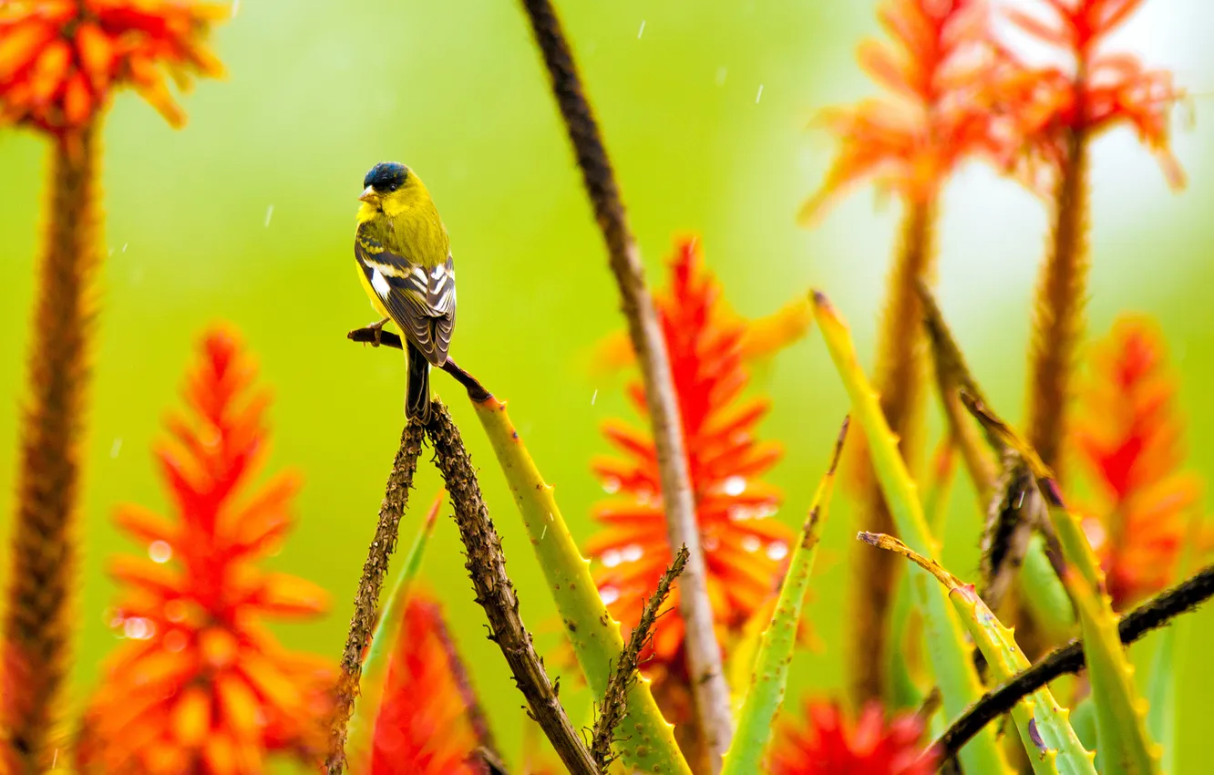 Photo wallpaper flowers, bird, plant, aloe, agave