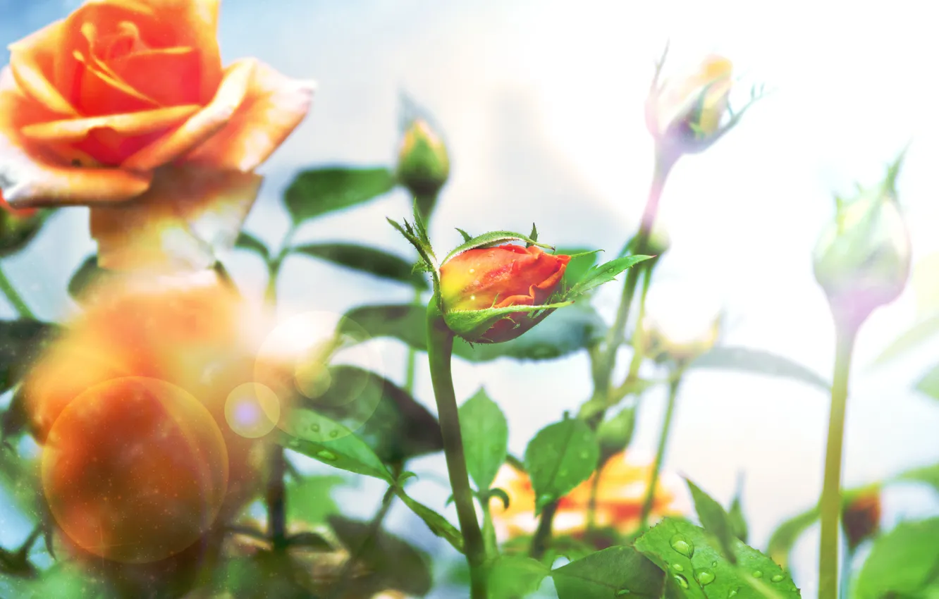 Photo wallpaper summer, orange, roses, bright