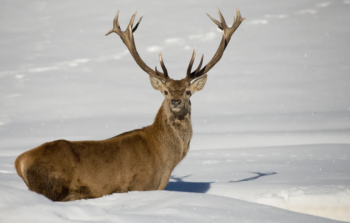 Photo wallpaper winter, snow, deer, the snow, horns