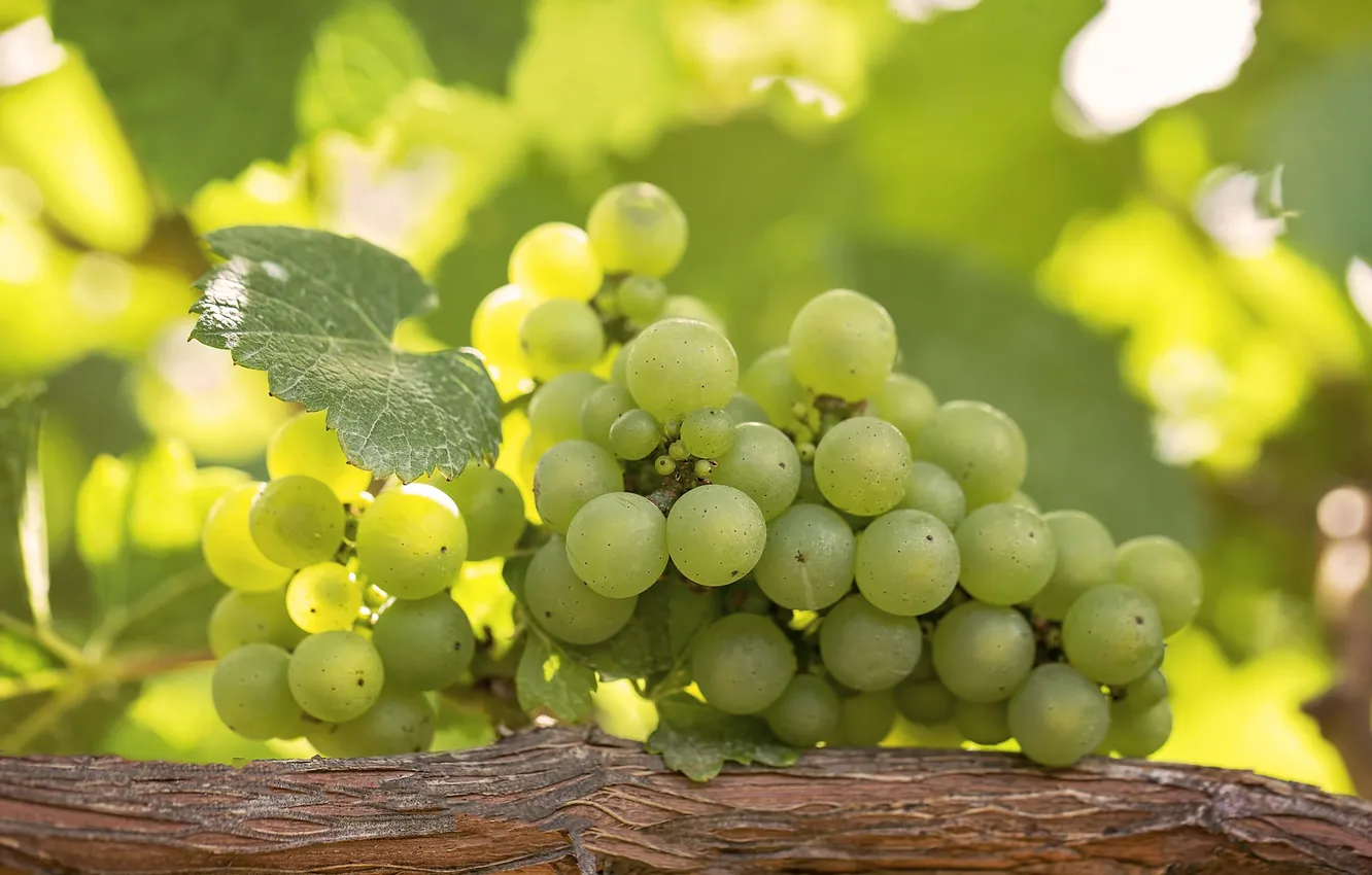 Photo wallpaper green, grapes, bunch, vine