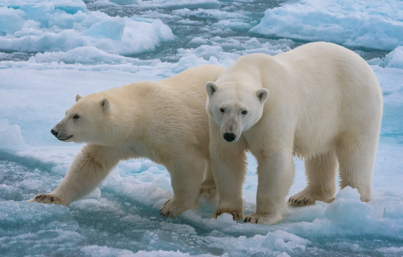 Photo wallpaper ice, a couple, polar bears, two bears, polagye bears