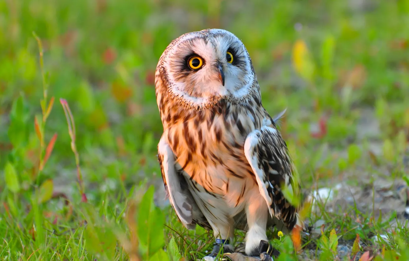 Photo wallpaper owl, bird, Short-eared owl