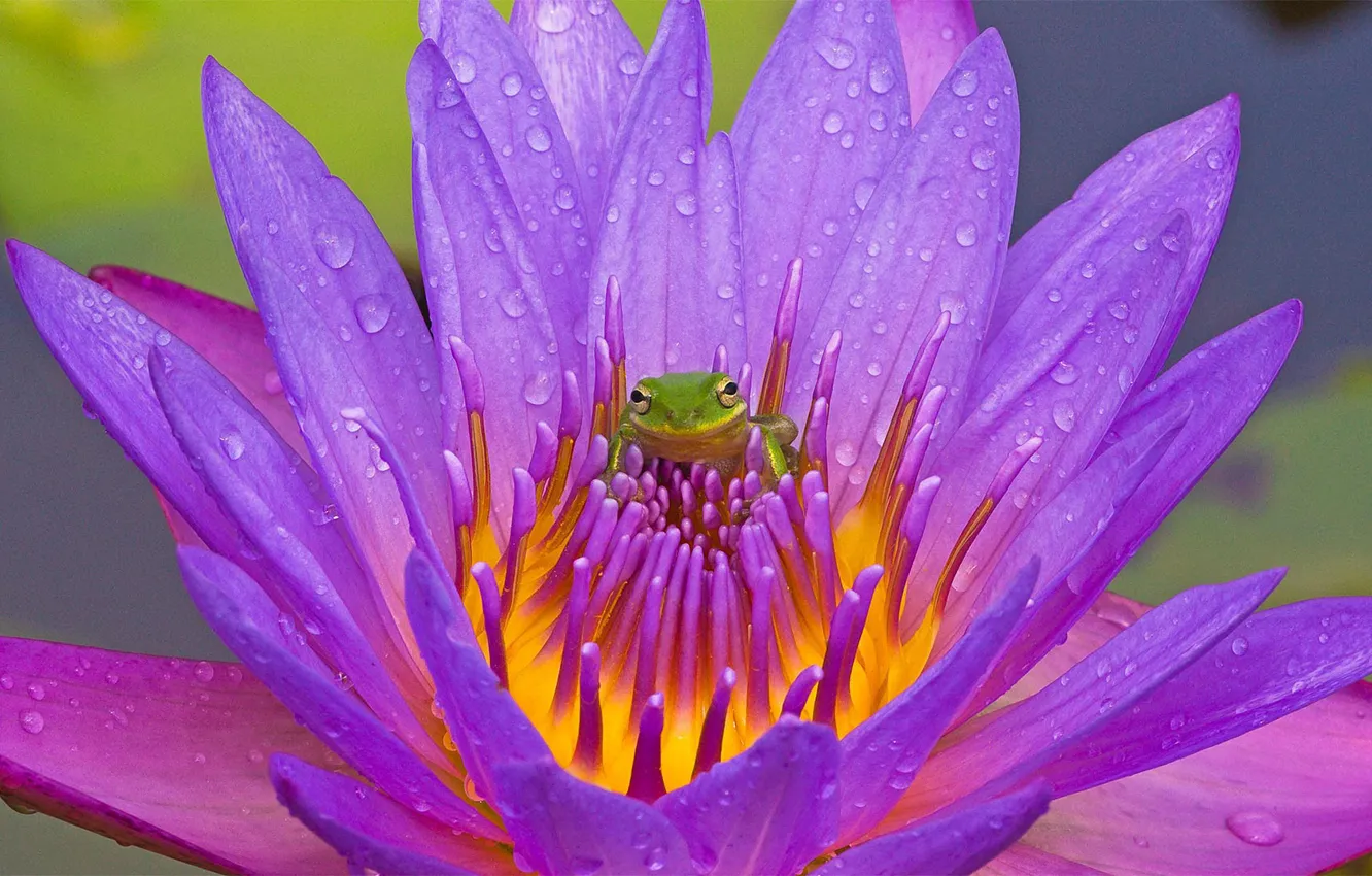 Photo wallpaper flower, FL, tree frog, lake Kissimmee
